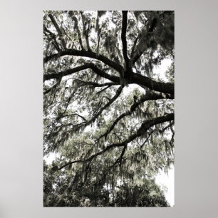 Poster Texturas Mossy 1