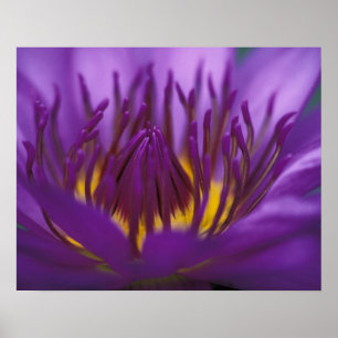 Pôster Thailand, Bangkok, Purple and yellow lotus 2