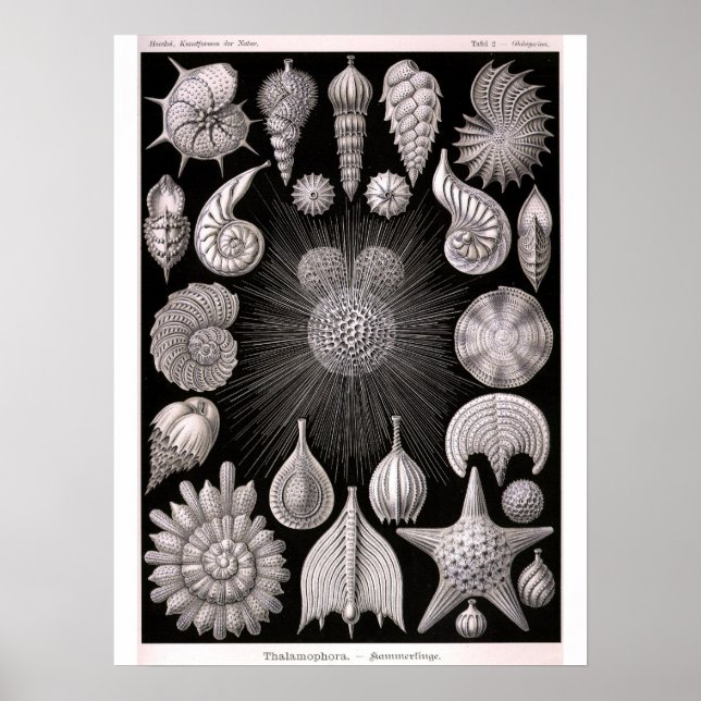 Poster THALAMOPHORA Kammerlinge Protozoa (Frente)