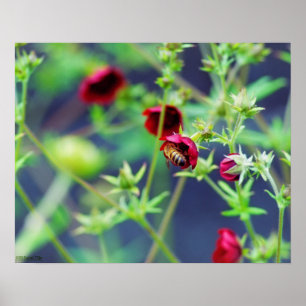 Pôster The Bee With the Red Flower