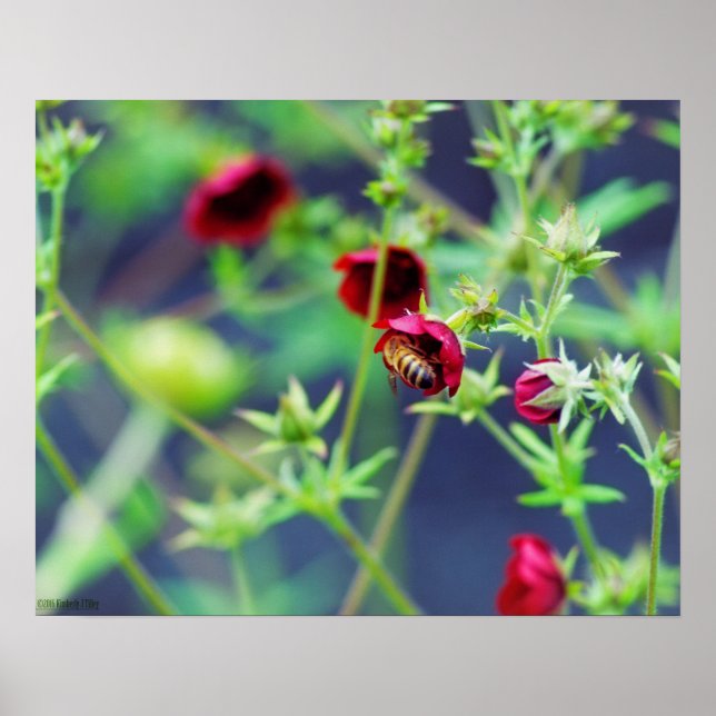Pôster The Bee With the Red Flower (Frente)
