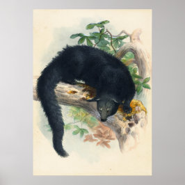 Poster The Binturong by Joseph Wolf