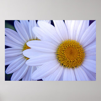 Poster The Daisies - 20x30