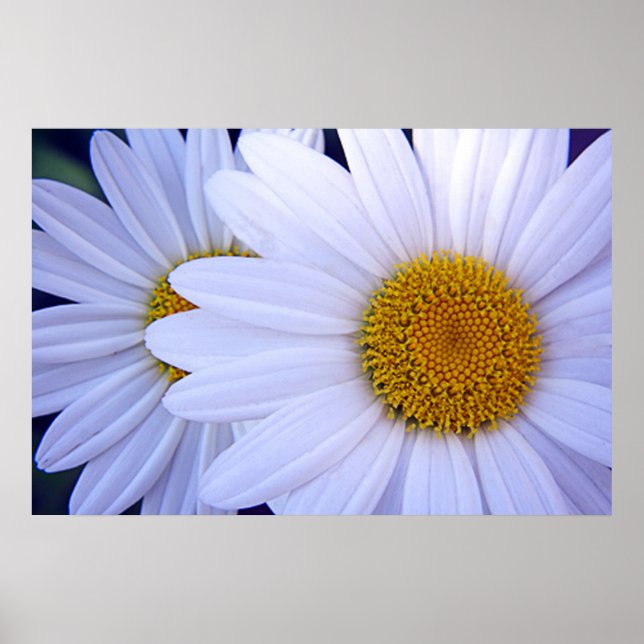Poster The Daisies - 20x30 (Frente)