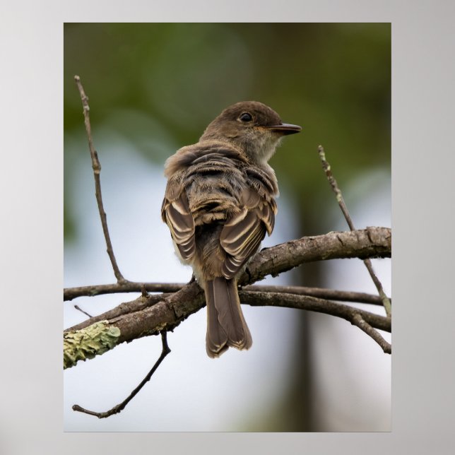 Poster The Fly Catcher (Frente)