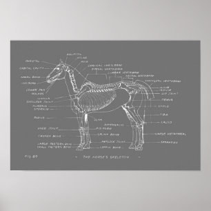 Poster THE HORSE'S SKELETON 19 x 13 Print