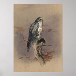 Poster The Iceland Falcon by Joseph Wolf