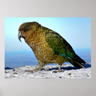 Poster The Kea - O Papagaio Apline da Nova Zelândia