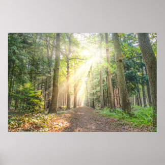 Poster The light from above in the forest