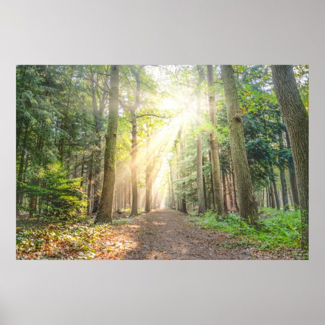 Poster The light from above in the forest (Frente)