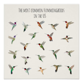 Pôster The most common hummingbirds in the US