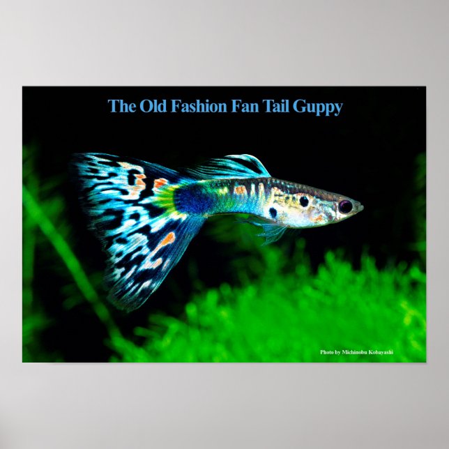 Pôster The Old Fashion Fan Tail Guppy のポスター (Frente)