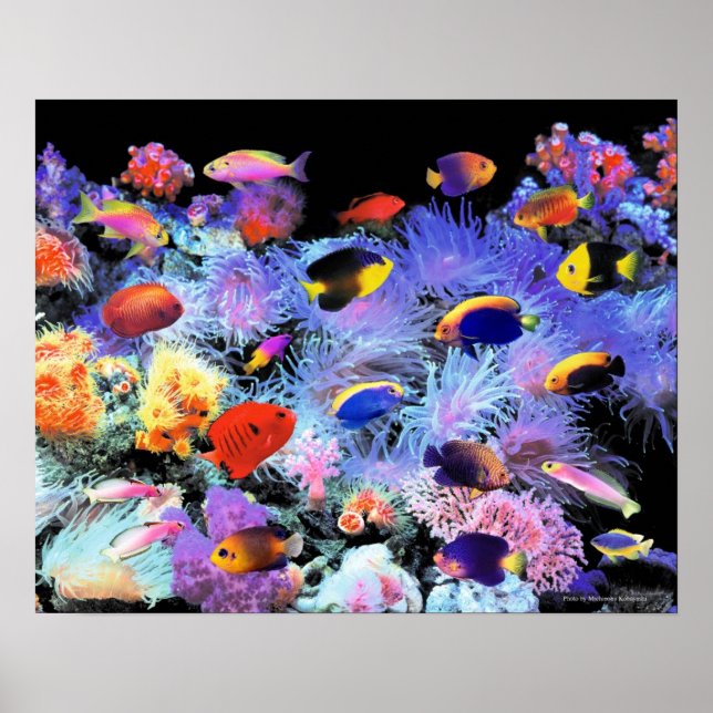 Pôster The Paradise of Centropyge (Frente)