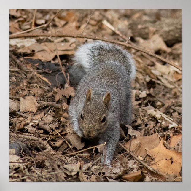 Poster The Prowl (Frente)