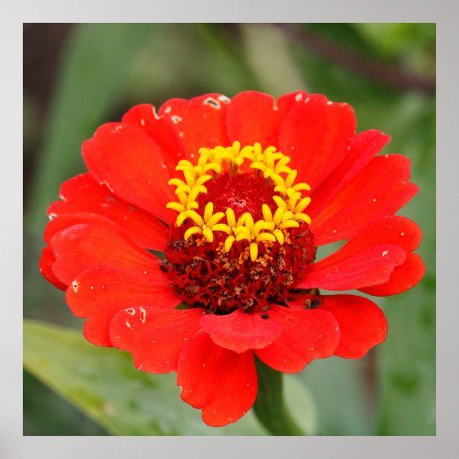 Poster The Red Zinnia (Frente)
