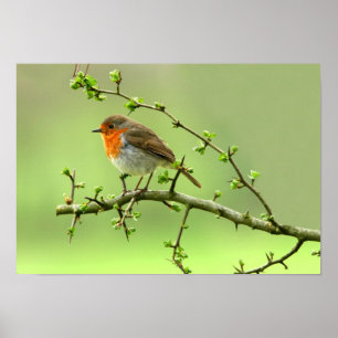 Pôster The Robin
