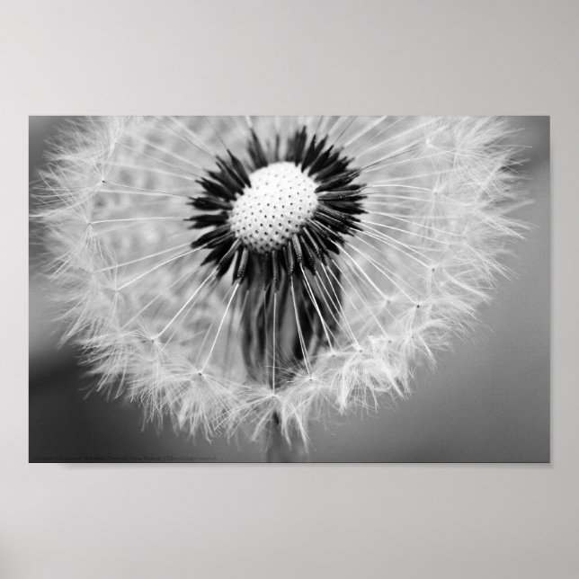 Pôster The Seeds of Tomorrow (Frente)