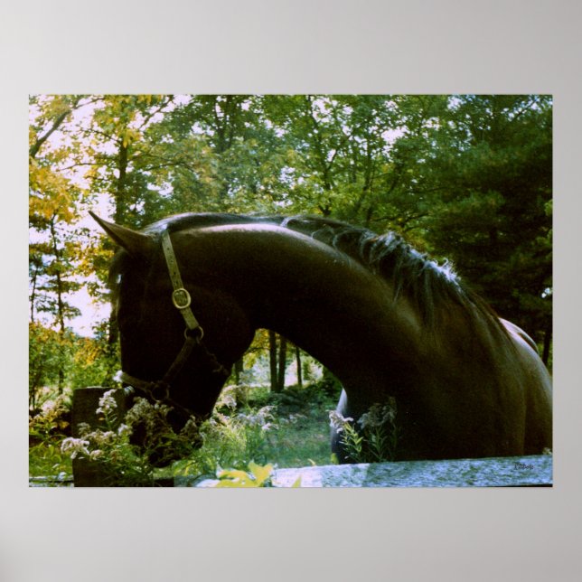 Pôster The Shy Horse (Frente)