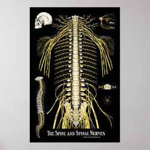 Pôster The Spine and Spinal Nerves Chiropractic