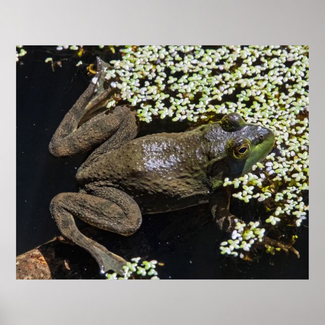 Poster The Swimmer (Frente)