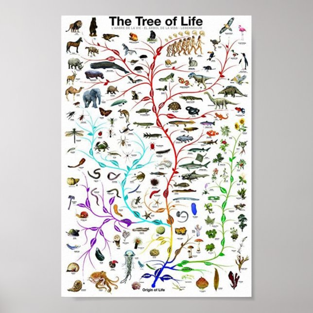 Poster The tree of life educational (Frente)