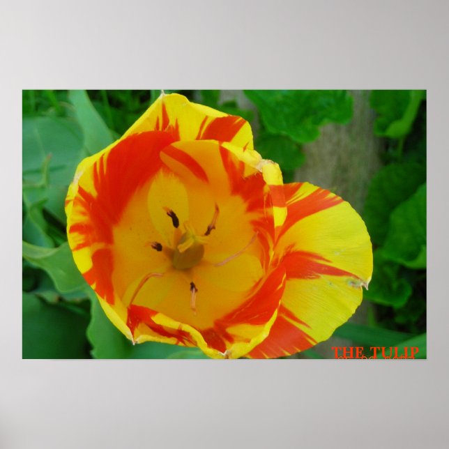 POSTER THE TULIP (Frente)