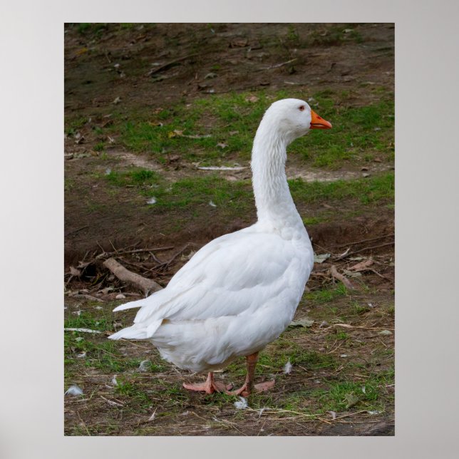 Poster The Walk About (Frente)