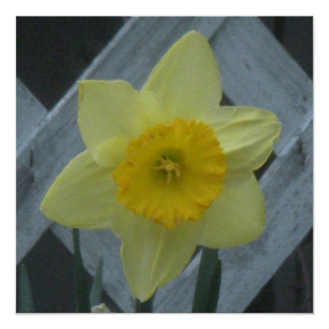 Pôster Think Spring! (Frente)