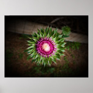 Poster Thistle,