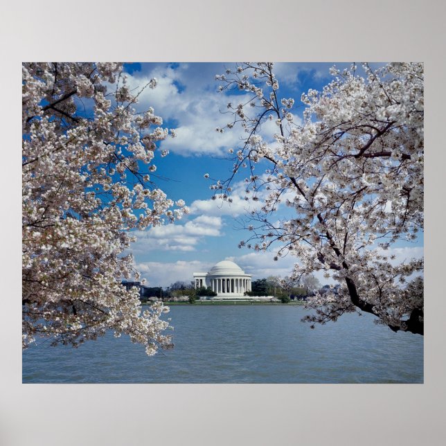 Pôster Thomas Jefferson Memorial com Cherry Blossoms (Frente)