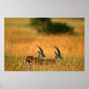 Poster Thomson's Gazelle (Gazella Thomsonii) No Dawn