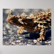 Thorny Devil Lizard Outback Austrália, até 24x18