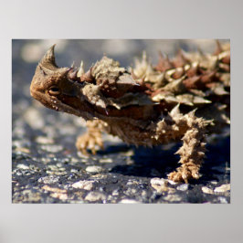 Pôster Thorny Devil Lizard Outback Austrália, até 24x18