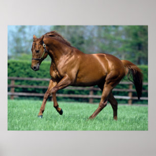 Poster Thorogened Stallion, Irlanda