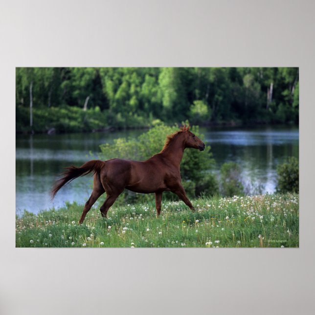 Pôster Thoroughbred Horse Standing in Flowers (Frente)