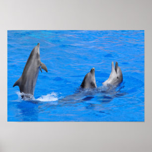 Poster three dolphins in water