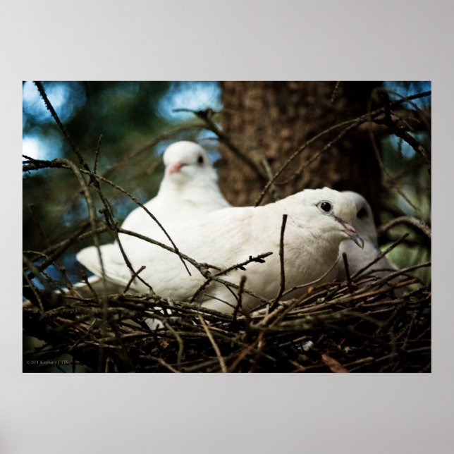 Poster Three in a Tree (Frente)