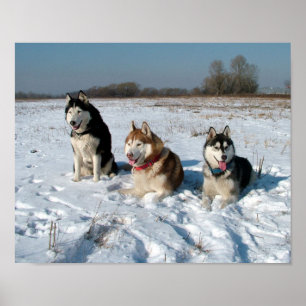 Poster Three Interesting Malamute Dogs