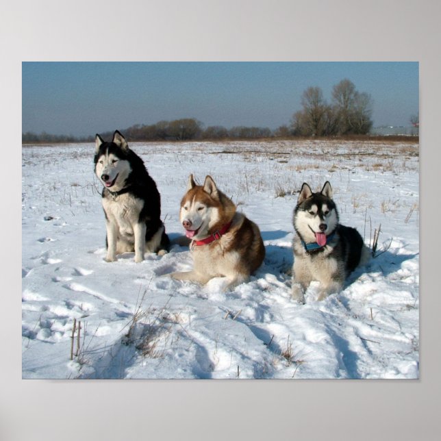 Poster Three Interesting Malamute Dogs (Frente)