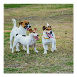 Pôster Three Jack Russell Terriers Playing