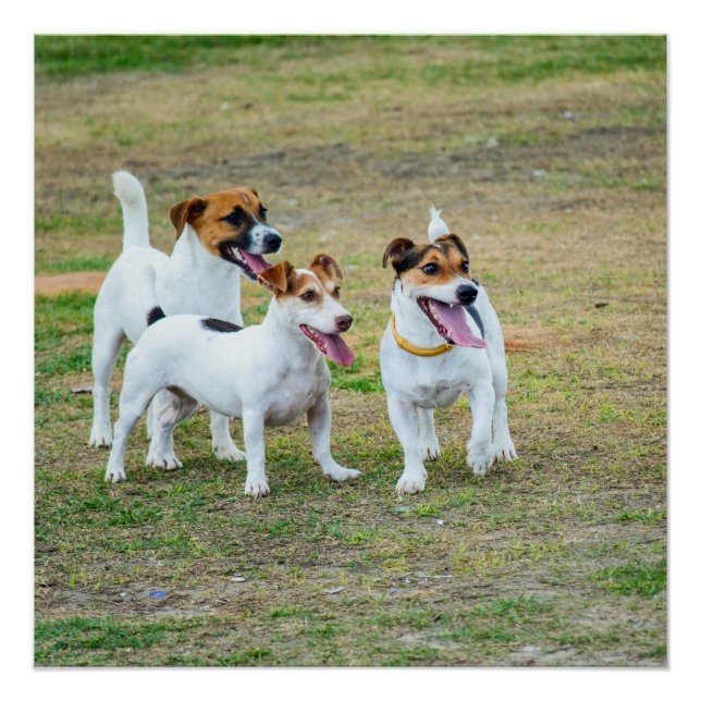 Pôster Three Jack Russell Terriers Playing (Frente)