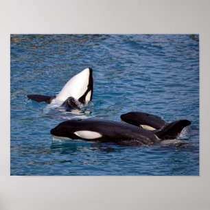 Poster Three killer whales