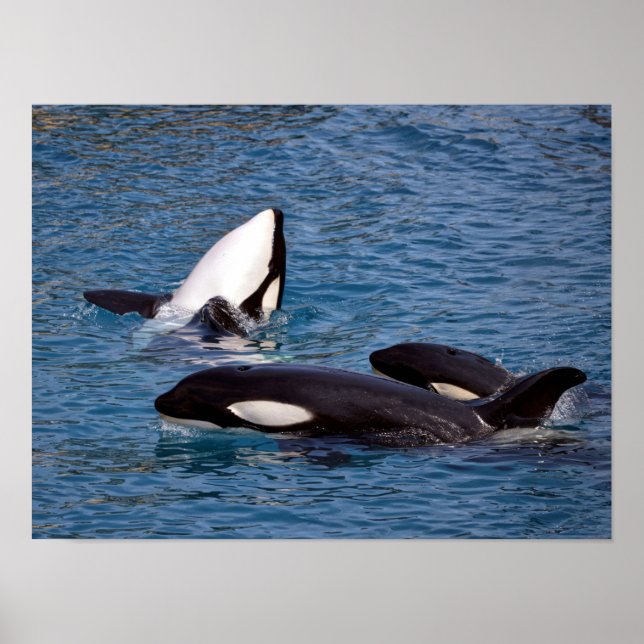 Poster Three killer whales (Frente)