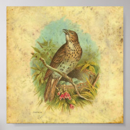 Poster Thrush Vintage
