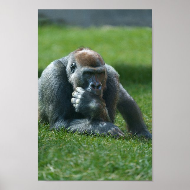 Poster Thumb Sucking Gorilla (Frente)