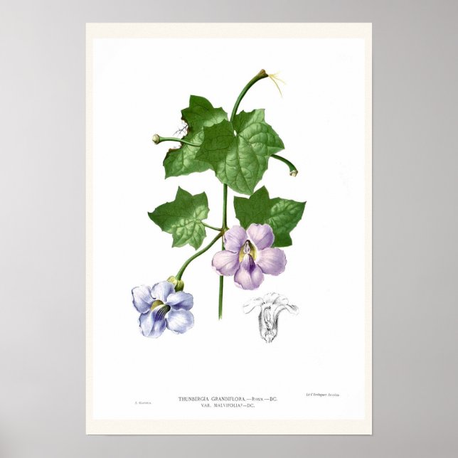 Poster Thunbergia grandiflora (Frente)