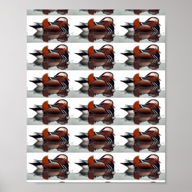 Poster Thunder_Cove do Pato da Madeira (Frente)