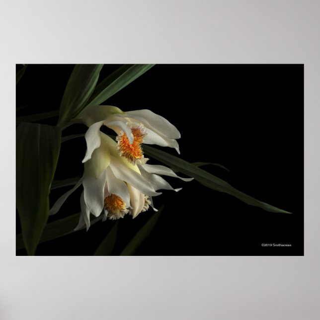 Poster Thunia Marshalliana (Frente)