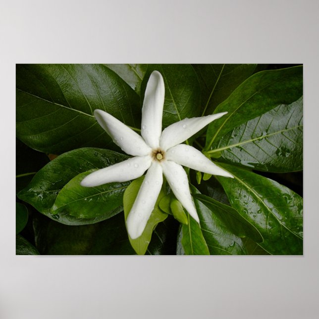 Pôster Tiare Blossom (Frente)