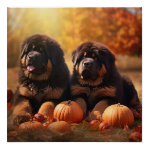 Pôster Tibetano Mastiff Puppy Autumn Delight Pumpkin